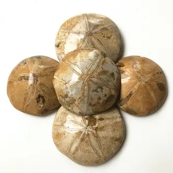 1PC 150-170g Retas Gamtos, Juros Madagaskaras Jūros Sausainių Ežys, Iškastinio Smėlio E29 Natūralių Akmenų ir Mineralų