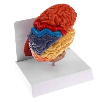 Smegenų Anatomijos Modelis Anatomija 1:1 Pusė Smegenų Kamieno Mokymo Laboratorijos Reikmenys