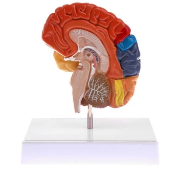 Smegenų Anatomijos Modelis Anatomija 1:1 Pusė Smegenų Kamieno Mokymo Laboratorijos Reikmenys