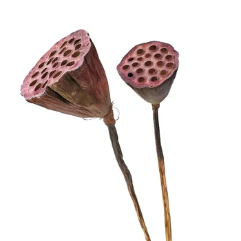 2vnt Natūralių džiovintų lotus gėlės, Namų dekoro prekės, Fotografijos rekvizitai