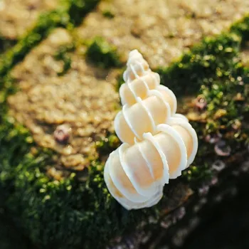 Šviesiai Geltonos spalvos, 5-6cm Gamtos Chishi Sraigė Myli Shell Didelio Varlė Kriauklių Apdailą Dekoratyviniais Amatų Reikmenys, Akvariumo Micro
