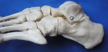 1:1 Natūralaus Dydžio Pėdos Sąnario Modelis Skeleto Modelis Žmogaus Pėdos Anatomijos Modelis Skeleto Modelių Žmogaus Mėginiai Medicinos Mokymo